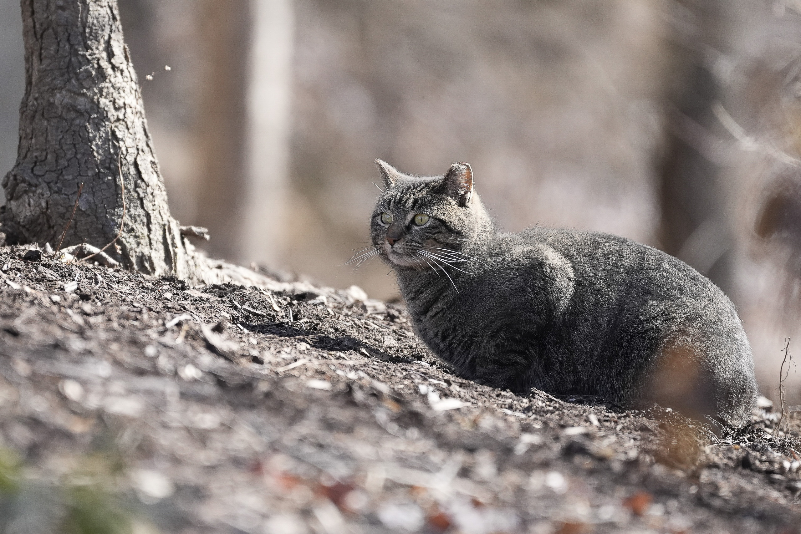 Cornell Campus Wildlife